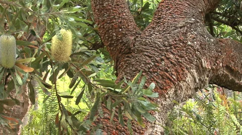 Blooming banksia tree with trunk Stock-Footage 985352