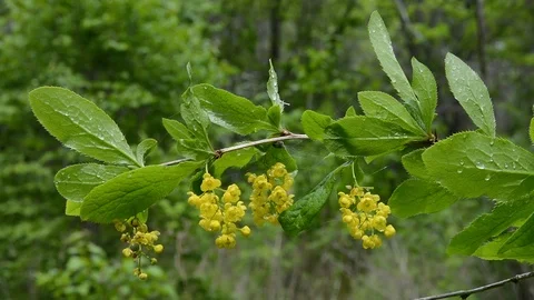 Blooming barberry Stock Footage 104080426