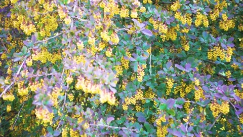 Blooming barberry in spring in the park. Camera movement. Stock-Footage 243497450