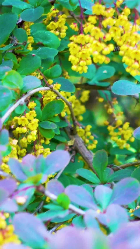 Blooming barberry in spring in the park. 库存影片 335456525