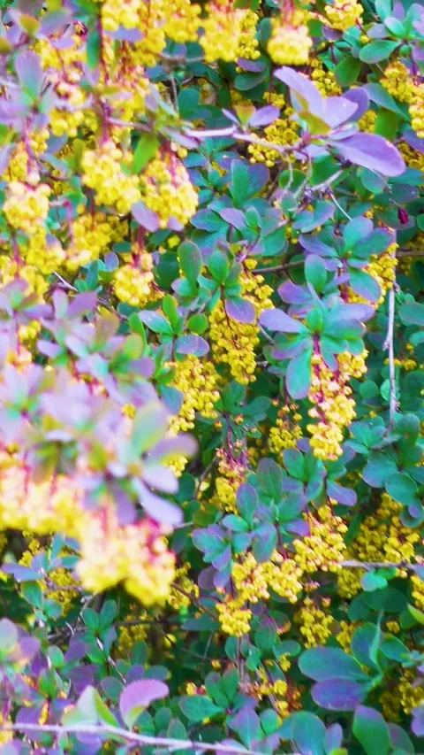 Blooming barberry in spring in the park. 動画素材 335456526