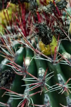 Blooming Barrel cactus with fruit Stock-Fotos