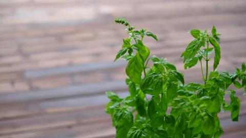 Blooming basil Stock Footage 246924036
