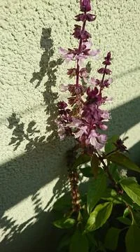 Blooming basil Stock Photos