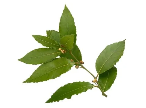 Blooming bay leaf Stock Photos