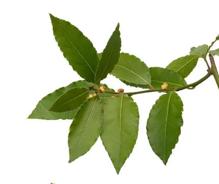 Blooming bay leaf Foto stock