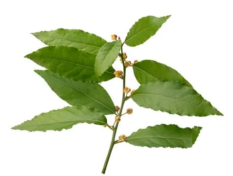 Blooming bay leaf Stock Photos