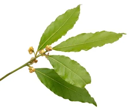 Blooming bay leaf Stock Photos