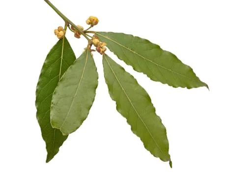Blooming bay leaf Stock Photos