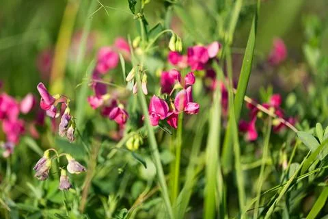 Blooming beans in the field Stock Photos