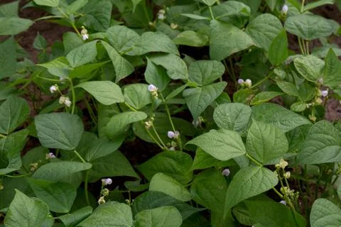 Blooming beans, solid background. Stock Photos