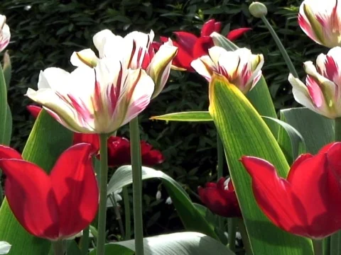 Blooming Beautiful 1 Stock Footage 489875