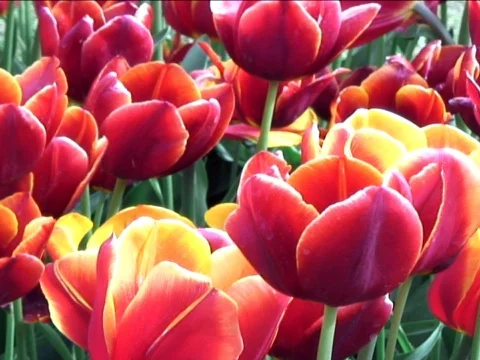 Blooming Beautiful 2 Stock Footage 489877