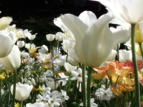 Blooming Beautiful 3 Stock Footage 489874