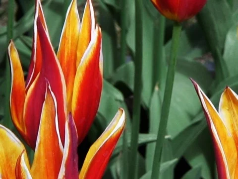 Blooming Beautiful 4 Stock Footage 489878
