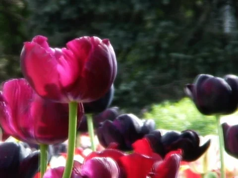 Blooming Beautiful 5 Stock Footage 489879