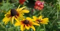 Blooming beautiful orange coneflower close up with smooth bokeh background 4k or 4k+ Resolution