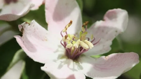 Blooming beautiful spring flower on a branch, macro Vídeos de archivo 239062546