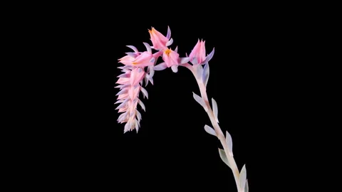 Blooming Beautiful Succulent Flower Stock Footage 280482183