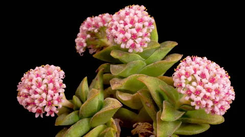 Blooming Beautiful Succulent Flower Stock Footage 331807260