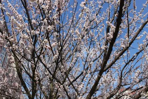 Blooming beautiful tree Stock Photos