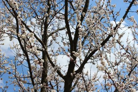 Blooming beautiful tree Stock Photos