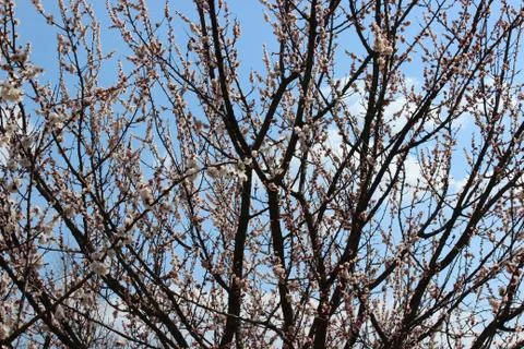 Blooming beautiful tree Stock Photos