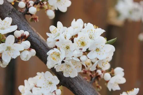 Blooming beautiful tree Stock Photos