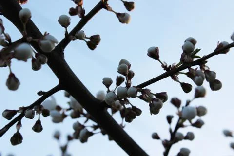 Blooming beautiful tree Stock Photos