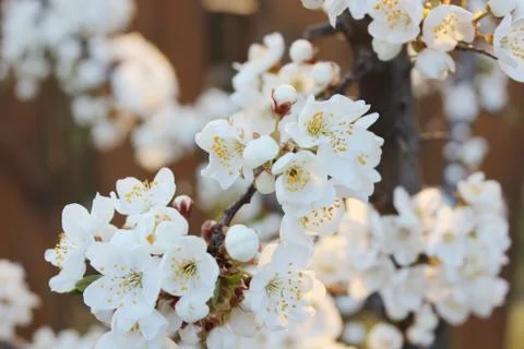 Blooming beautiful tree Stock Photos