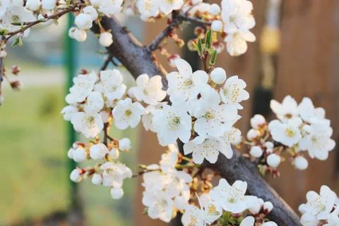 Blooming beautiful tree Stock Photos