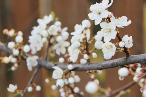 Blooming beautiful tree Stock Photos