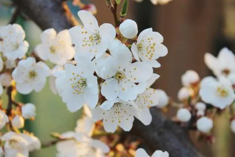 Blooming beautiful tree Stock Photos