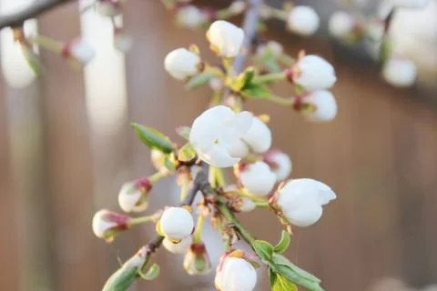 Blooming beautiful tree Stock Photos