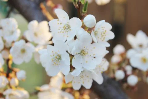 Blooming beautiful tree Stock Photos