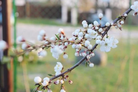 Blooming beautiful tree Stock Photos