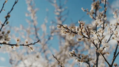 Blooming beautiful tree in spring garden on blue sky background Stock Footage 237616572