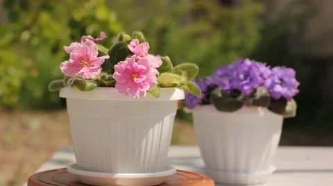 Blooming beautiful violet flower Stock Footage 41380403