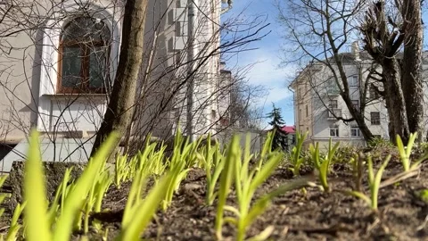 Blooming Beauty: Captivating First Spring Flowers Unfolding Stock Footage 270161130