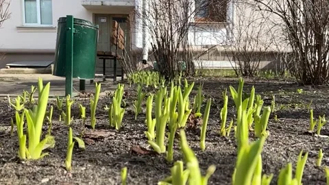 Blooming Beauty: Captivating First Spring Flowers Unfolding Stock Footage 270161167