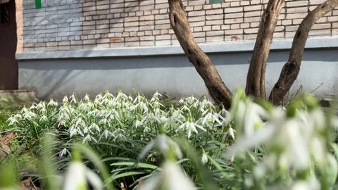 Blooming Beauty: Captivating First Spring Flowers Unfolding Stock Footage 270161211