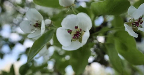 Blooming Beauty: Close-Up Focus on Spring Blossoms on a Fruit Tree Stock Footage 241208302