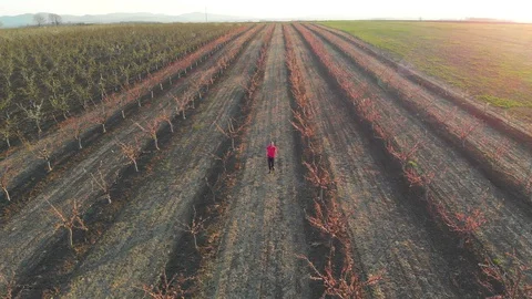 Blooming begins in springtime at agricultural fields. Aerial footage. Stock Footage 105678538