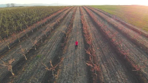 Blooming begins in springtime at agricultural fields. Aerial footage. Stock Footage 105678859