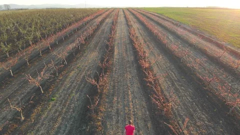 Blooming begins in springtime at agricultural fields. Aerial footage. Stock Footage 105680219