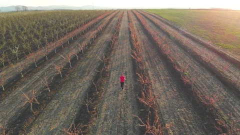Blooming begins in springtime at agricultural fields. Aerial footage. Stock Footage 105680475