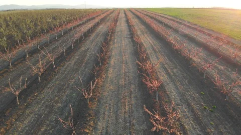 Blooming begins in springtime at agricultural fields. Aerial footage. Stock Footage 105681406