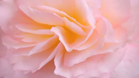 Blooming Begonia Video stock 327436318