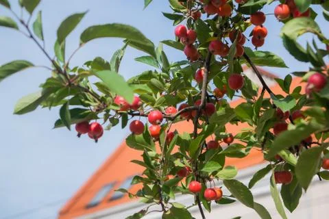 Blooming berry tree 2 Stock Photos