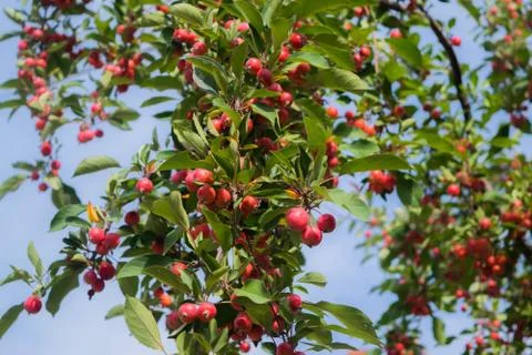 Blooming berry tree 4 Stock Photos